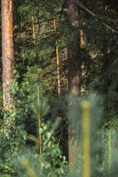 A close up of a forest with trees and shrubs Stock Photos