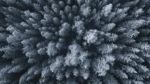 A close up of a forest with trees that are mostly white. The trees are covere Foto stock