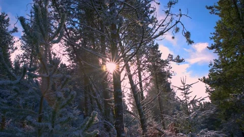 Close up of forest trees with sun glaring through the gaps in the trees, south 스톡 동영상 148483418