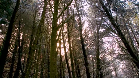 Close up of forest trees with sun glaring through the gaps in the trees, south Stock Footage 148483461