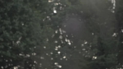 Close-up of forest trees then changing focus on a purple flower in the green Stock Footage 110914599