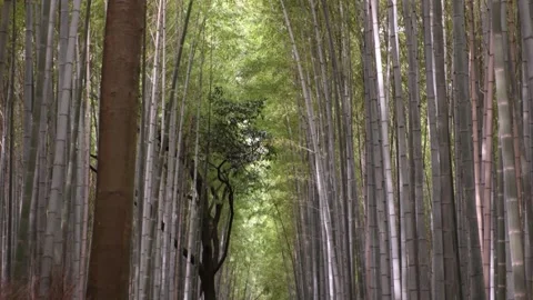 Close forest view of towering bamboo trunks in the Arashiyama Bamboo Grove 库存影片 345227367