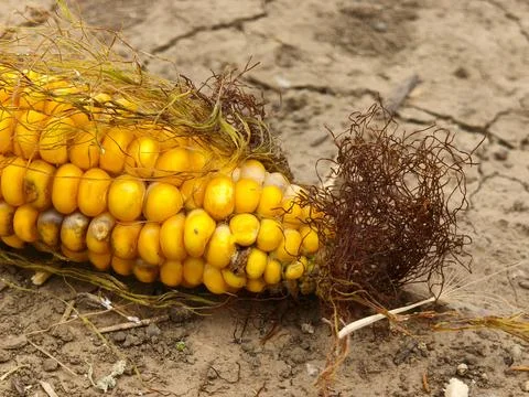 Close up of a forgotten corn cob on dry cracked ground after harvest 库存照片