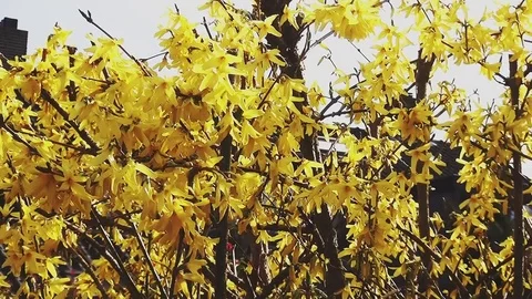 Close Up of Forsythia Video stock 96189575