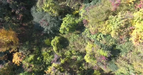 Close Up Forward Drone Aerial Over Autumn Trees Forest Canopy Stock Footage 165247824