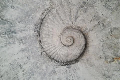 A close-up of a fossilized ammonite embedded in a rough, textured stone surfa Stock Photos