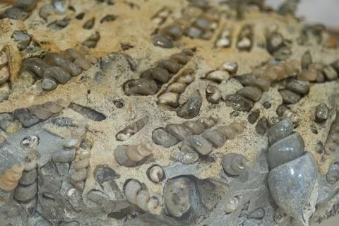 Close-up of fossilized cephalopods. Devonian. Background texture, close-up Stock Photos