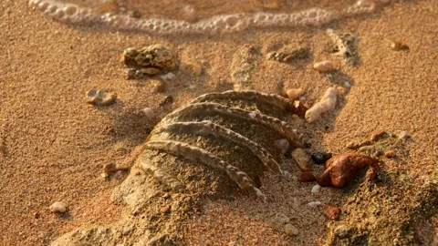 Close-up of Fossilized tridacna clam shell on a coral-sandy beach in the surf zo Stock Footage 143471765