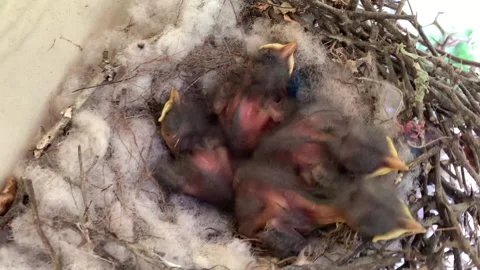 Close up of four baby mockingbirds in nest made of rose branches Stock Footage