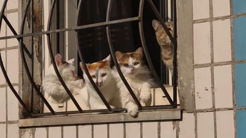 Close-Up of Four Curious Cats Sitting Behind a Grated Window Stock Footage 319069375