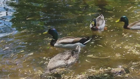 A close up of four ducks swimming in the Oconaluftee River. Vídeos de archivo 76694232