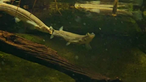 Close up of an four eyed fish floating Stock Footage 269631593