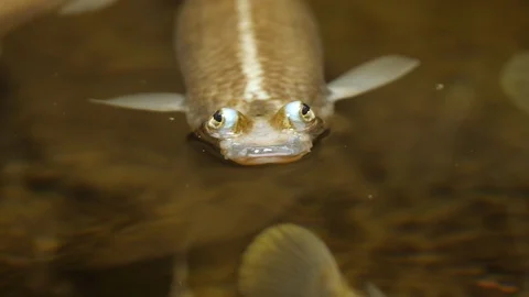 Close up of four eyed fish Stock Footage 124303280