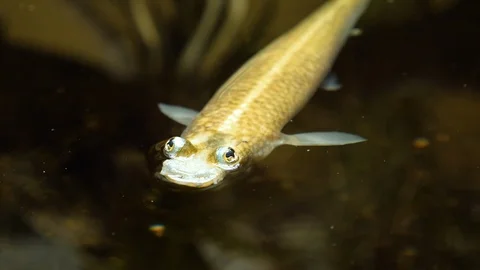 Close up of four eyed fish Stock Footage 125838460