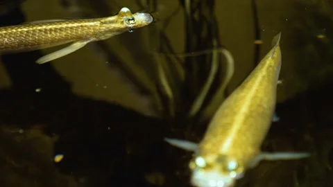 Close up of four eyed fish Stock Footage 143371461