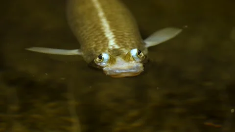 Close up of four eyed fish Stock Footage 145257274