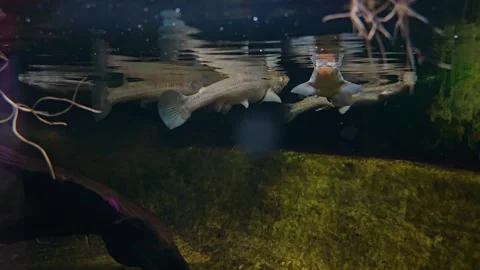  Close up of four eyed fish Stock Footage 261417870