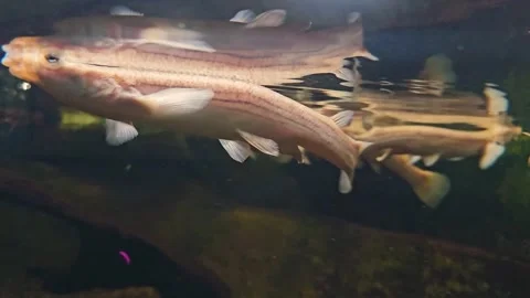 Close up of four eyed fish Stock Footage 264140082
