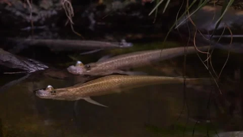 Close up of four eyed fish  Stock Footage 266761376
