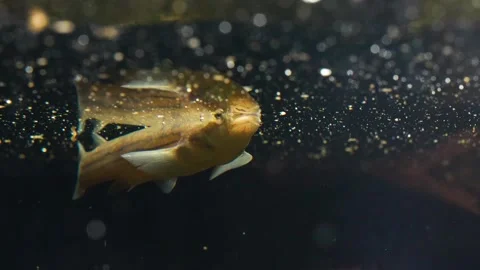 Close up of an four eyed fish Stock Footage 267593485