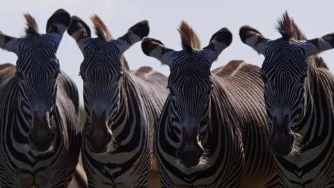 Close up of four Grevy zebra looking at the camera in a morning safari Stock Footage 251909102