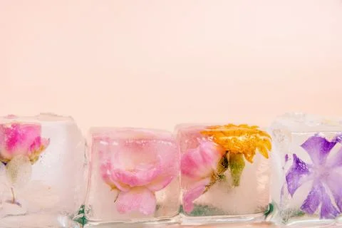 Close-up of four ice cubes with different flowers frozen inside Foto stock