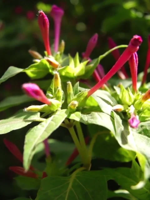 Close-up of Four O'Clock Flower Branch Swaying in the Breeze Stock Footage 229723304