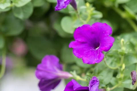 Close up of four o'clock or marvel of peru flower (Mirabilis jalapa) Foto stock