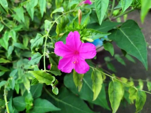 Close up of four o'clock or marvel of peru flower Stock Photos