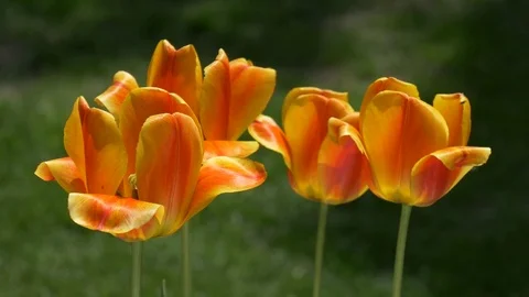 Close up of four open yellow orange tulips in breeze Video stock 75410991