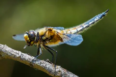 Close-up of a four-spotted chaser Libellula quadrimaculata dragonfly Stock Photos