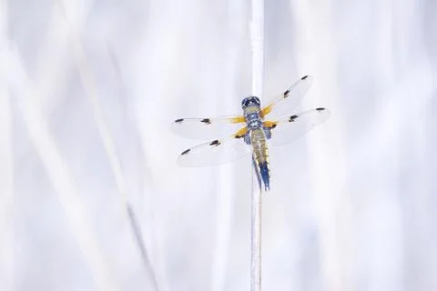 Close-up of a four-spotted chaser Libellula quadrimaculata dragonfly cool con Stock Photos