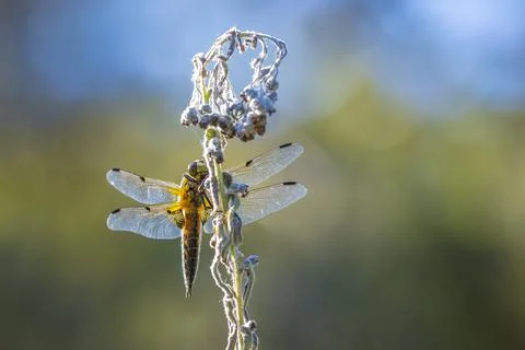 Close-up of a four-spotted chaser Libellula quadrimaculata dragonfly cool con Stock Photos
