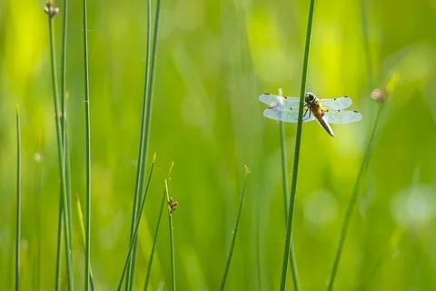 Close-up of a four-spotted chaser Libellula quadrimaculata dragonfly Stock Photos
