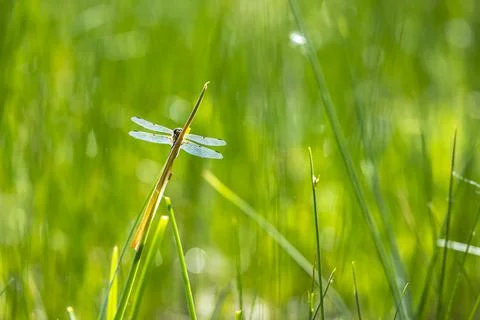 Close-up of a four-spotted chaser Libellula quadrimaculata dragonfly Stock Photos