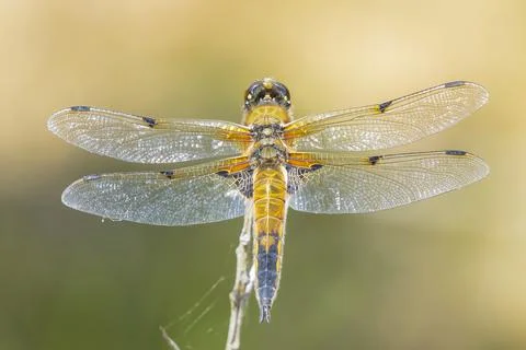 Close-up of a four-spotted chaser Libellula quadrimaculata dragonfly Stock Photos