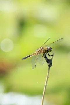Close-up of a four-spotted chaser Libellula quadrimaculata dragonfly Stock Photos