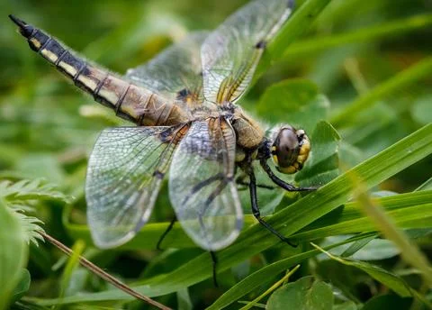 Close-up of a Four-Spotted Chasers Wing 写真素材