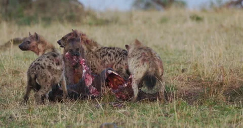 Close-up. Four Spotted Hyena pulling apart,feeding on a young wildebeest Video stock 204928640