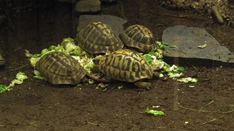 Close-Up Of Four Tortoises Lying On Hill Of Greens And Cabbages. Stock Footage 220944661