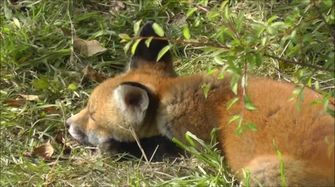 Close up of fox cub in a meadow Stock Footage 67628975