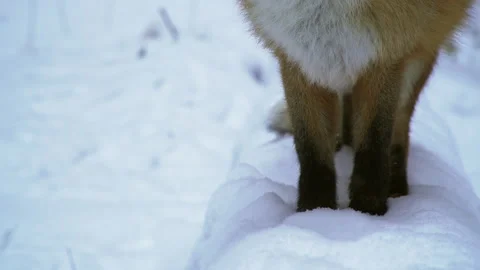 Close-up of fox legs in winter. Snow covered forest. Video stock 230072011