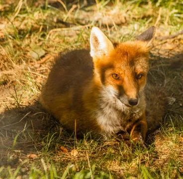 Close-up of a fox resting in a park Stock-Fotos