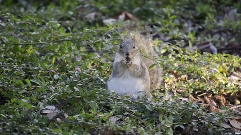Close up of a A Fox Squirrel chewing and eating a seed Stock Footage 74608721