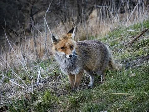 Close-up of a fox in the wild Stock Photos
