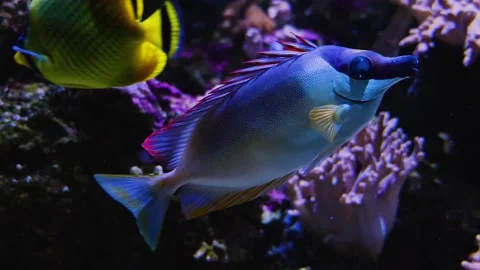 Close up of Foxface fish Stock Footage 143353841