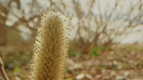 Close Up of Foxtail Grass at Planting Fields Arboretum, Oyster Bay, NY Stock Footage 318428567
