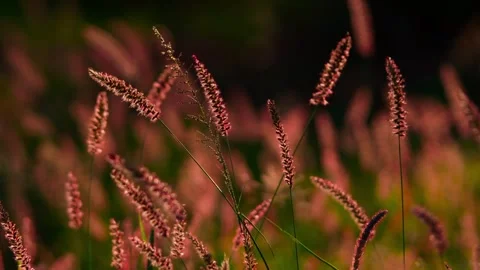 Close Up of Foxtail Grass Seed Heads Glowing in Warm Sunset Light Stock Footage 319486290