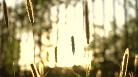Close up of foxtail grass swaying gently in a warm golden sunset glow Stock Footage 342212986
