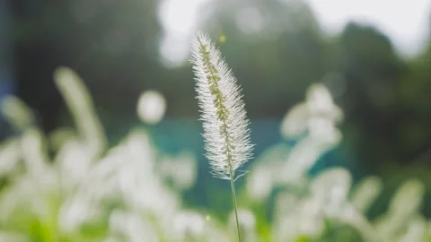 Close up of foxtail grass swaying gently in soft spring sunlight Video stock 342223338